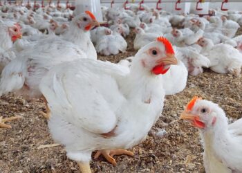 السموم الفطرية خطر صامت يهدد الصحة وسلامة الغذاء