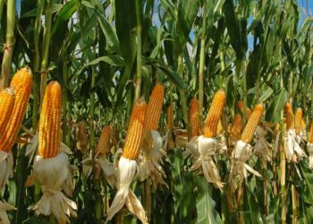 الأقصر تحصد 333 فدانا لمحصول الذرة الشامية ضمن مشروع ترشيد استخدام المياه