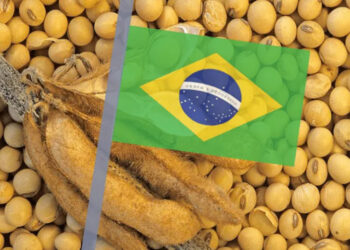 زراعة فول الصويا تصل إلى 57.68% من المساحة في البرازيل