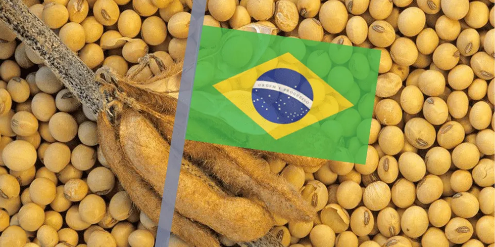 زراعة فول الصويا تصل إلى 57.68% من المساحة في البرازيل