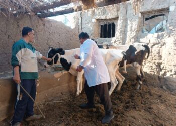 الخدمات البيطرية: 3 حملات قومية دورية سنوية نجحت في تحصين وحماية ملايين رؤوس الماشية