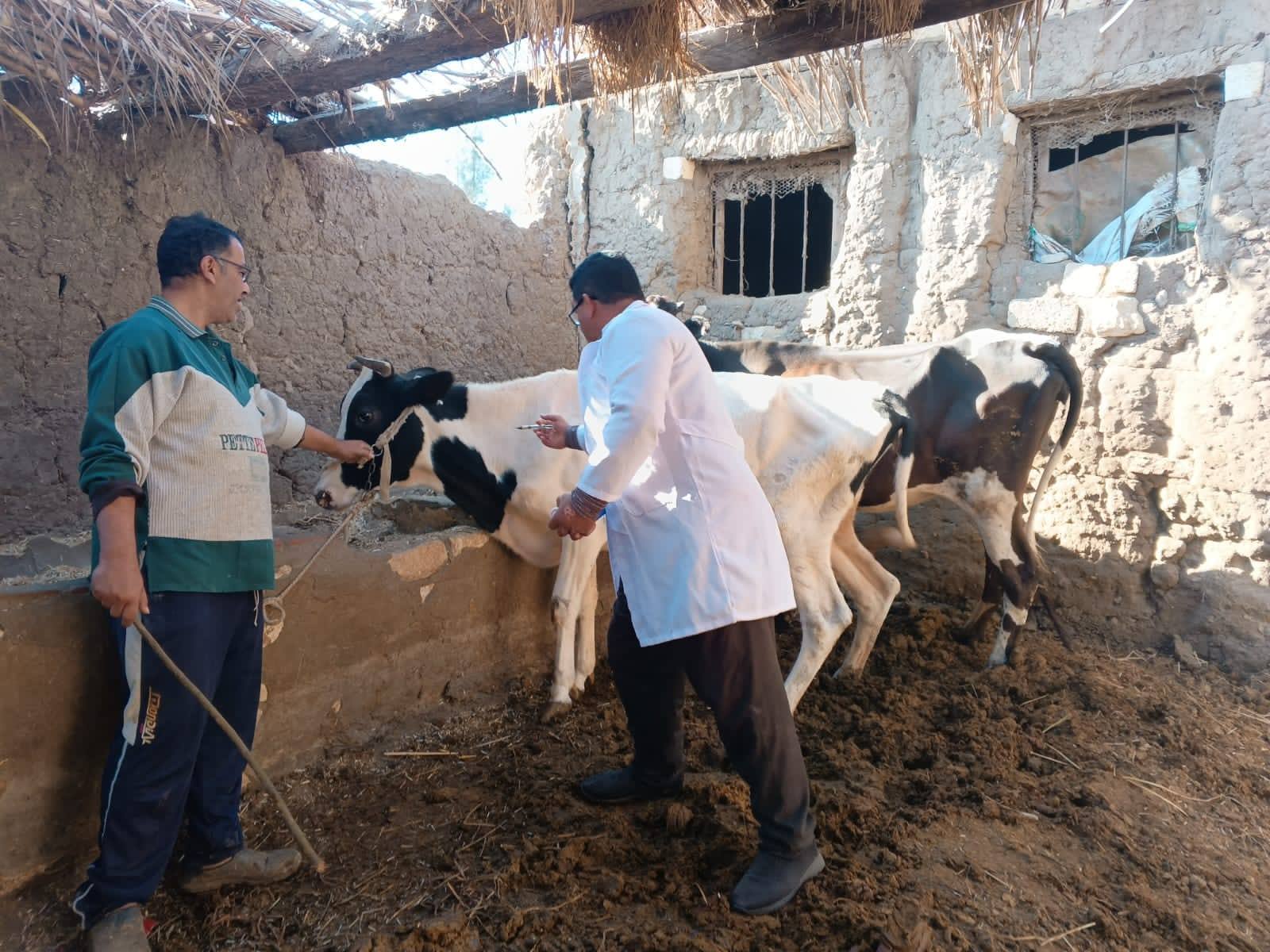 الخدمات البيطرية: 3 حملات قومية دورية سنوية نجحت في تحصين وحماية ملايين رؤوس الماشية