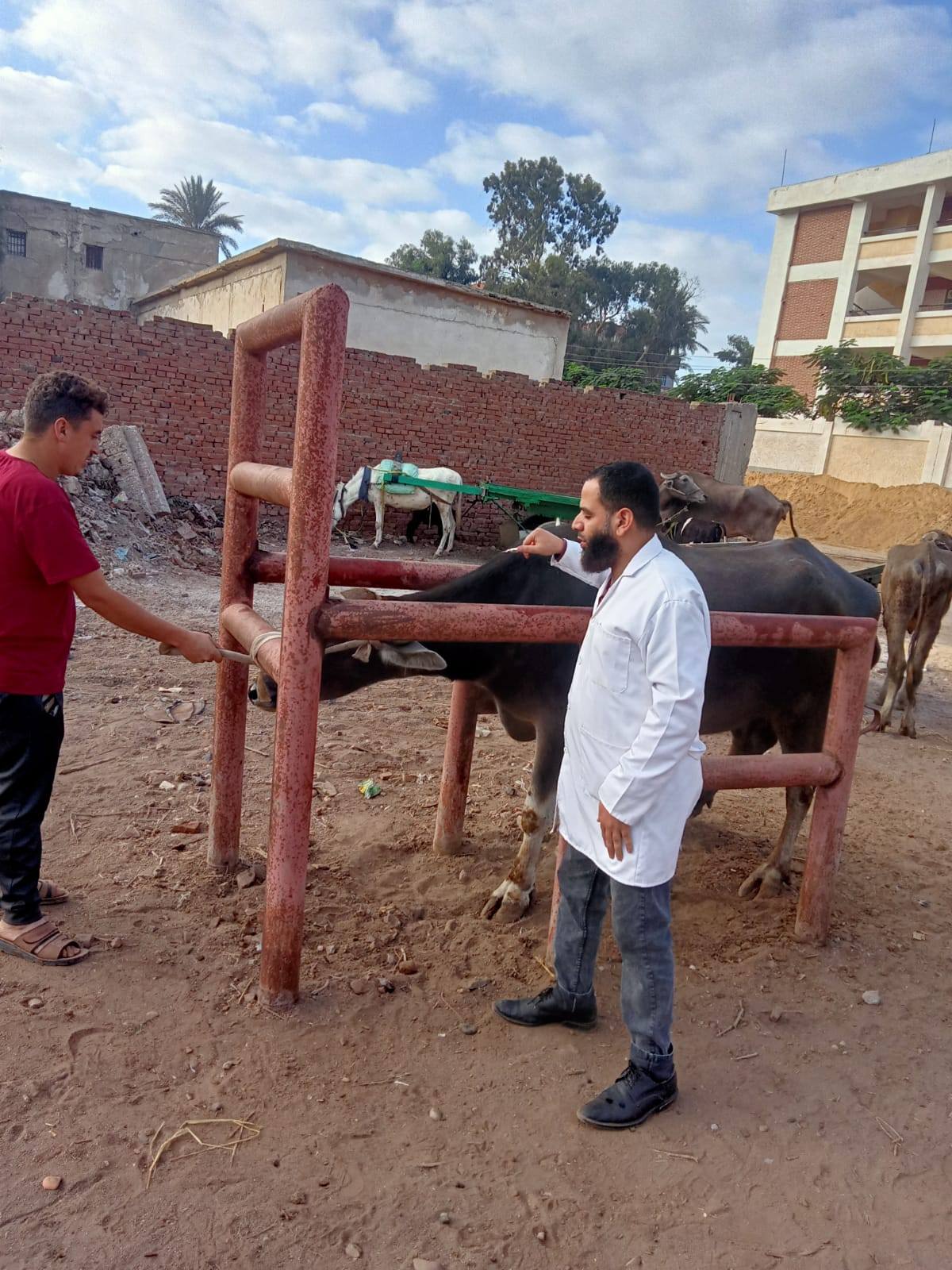 الخدمات البيطرية: 3 حملات قومية دورية سنوية نجحت في تحصين وحماية ملايين رؤوس الماشية