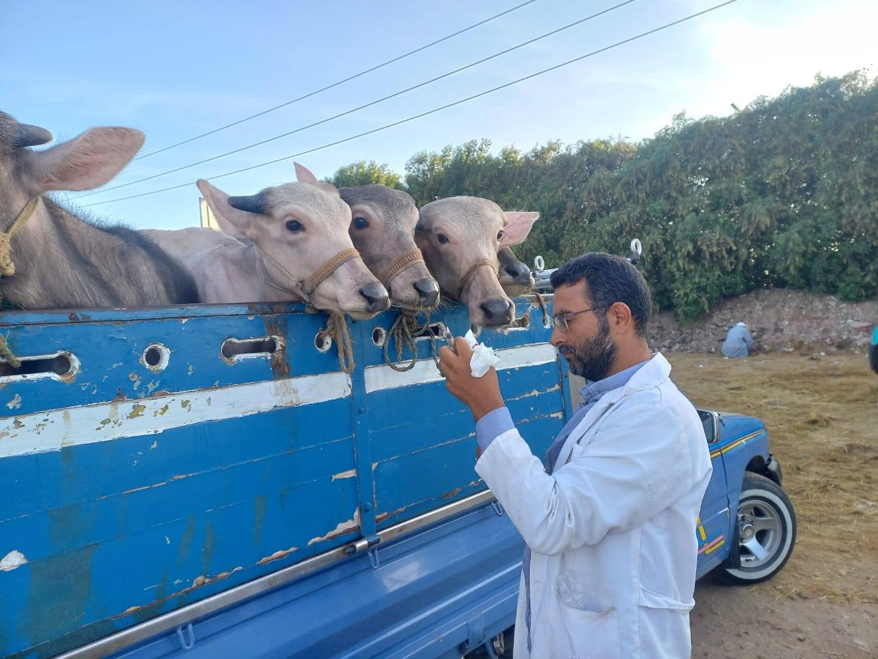 الخدمات البيطرية: 3 حملات قومية دورية سنوية نجحت في تحصين وحماية ملايين رؤوس الماشية
