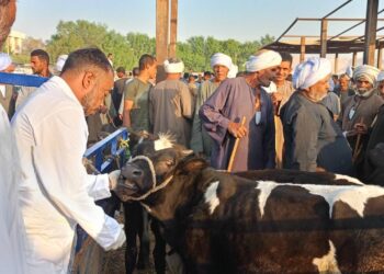 تحصين أكثر من 700 ألف رأس في أول 5 أيام من الحملة القومية لتحصين الماشية