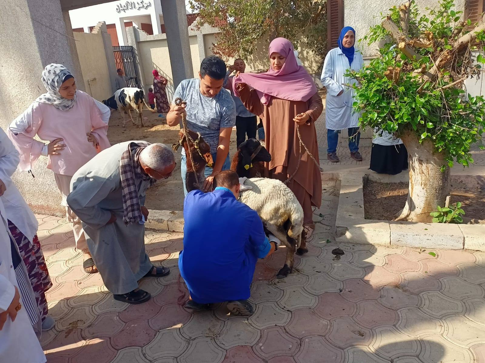 "البحوث الزراعية" يطلق 3 قوافل بيطرية مجانية في القليوبية لدعم صغار المربين