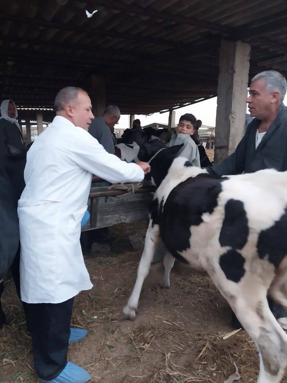 الزراعة: انتاج 8 ملايين جرعة من لقاح العترة الجديدة للحمى القلاعية محليا وتحصين 4 مليون رأس ماشية