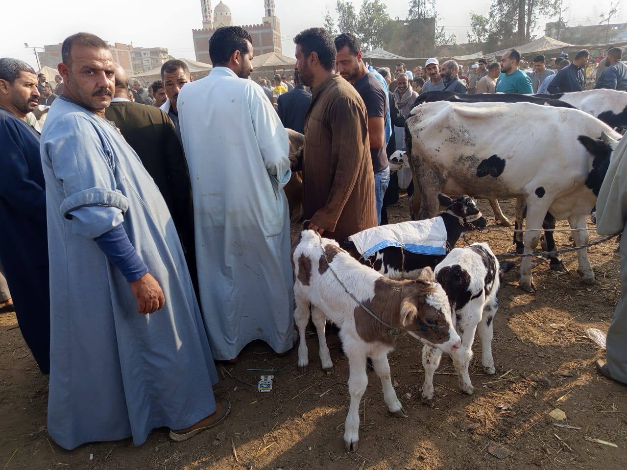 الزراعة: 19561 الخط الساخن لتحصين الماشية وتلقى شكاوى أمراض الثروة الحيوانية
