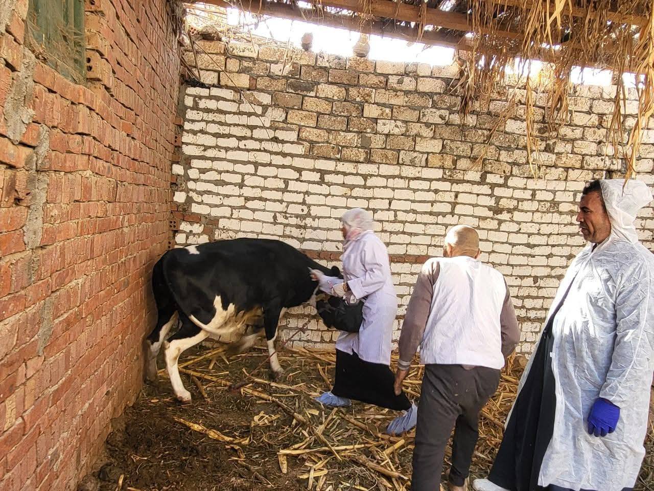 "البحوث الزراعية" يطلق 3 قوافل بيطرية مجانية في القليوبية لدعم صغار المربين