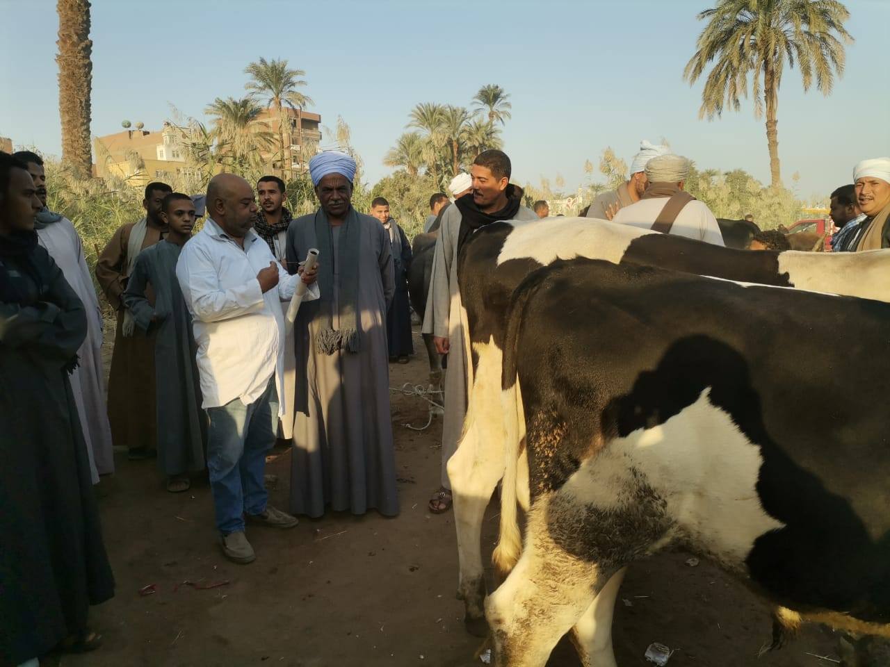 "الزراعة" تكثف حملاتها على أسواق الماشية بالمحافظات لمتابعة استقرار الوضع الوبائي