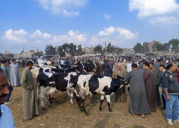 الزراعة: 19561 الخط الساخن لتحصين الماشية وتلقى شكاوى أمراض الثروة الحيوانية