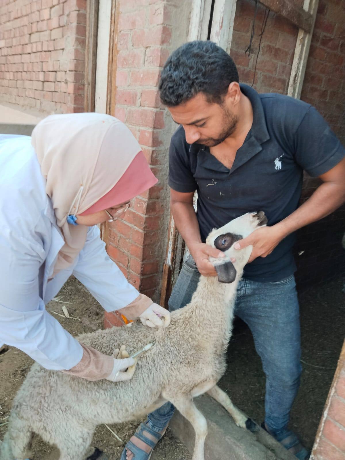 "الزراعة" تُحصّن أكثر من 2.2 مليون رأس ماشية ضمن حملتها القومية وتواصل التشديد الرقابي على الأسواق