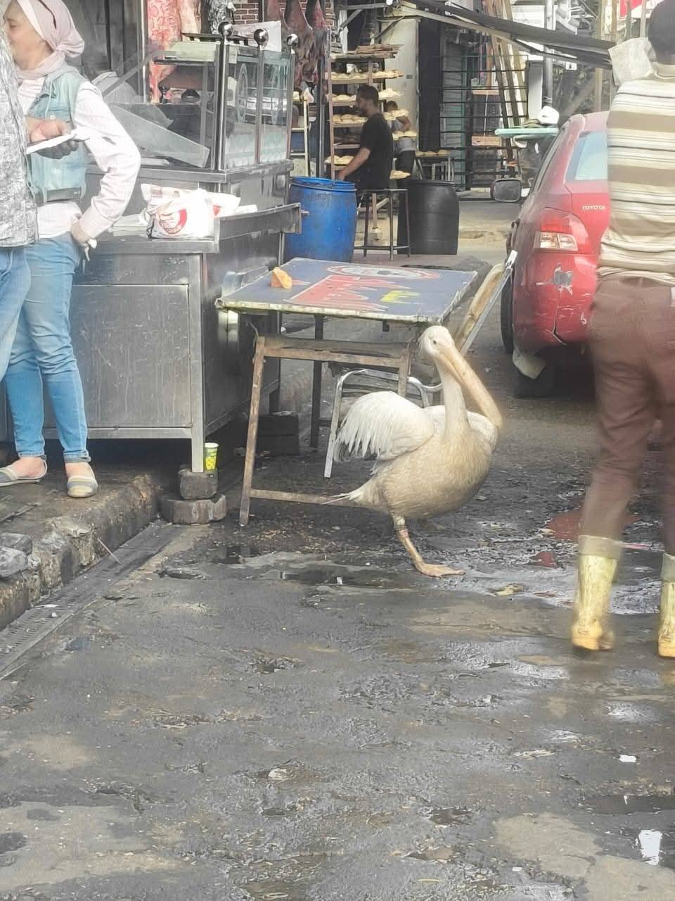 بجعة فى محلات سمك