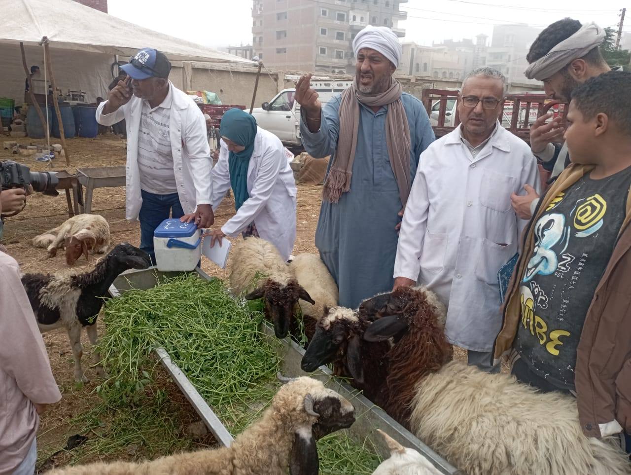 "الزراعة" تعلن إجمالي التحصينات وصلت أكثر من 6.5 مليون جرعة ضد الحمي القلاعية