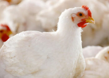 أسعار الدواجن.. التسمين يحافظ على استقراره والكيلو يسجل 60 جنيه في المزرعة