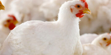 أسعار الدواجن.. التسمين يحافظ على استقراره والكيلو يسجل 60 جنيه في المزرعة