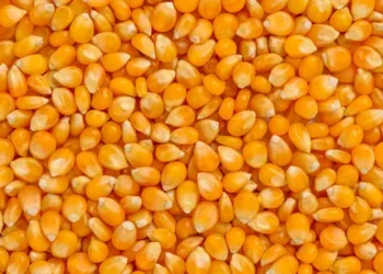 سوق الذرة الأوكراني