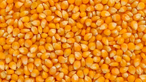 سوق الذرة الأوكراني