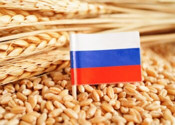 روسيا تدرس مضاعفة حصتها من صادرات الحبوب في عام 2026