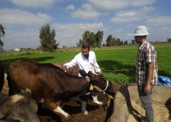 الحمى القلاعية