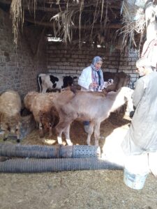 الحمى القلاعية