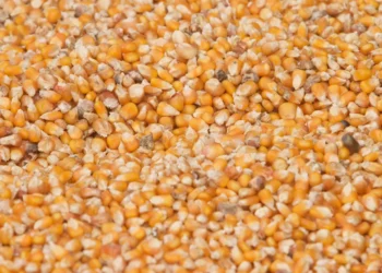 انخفاض صادرات الحبوب الأوكرانية إلى 2.5 مليون طن في أكتوبر بفعل انخفاض مبيعات الذرة