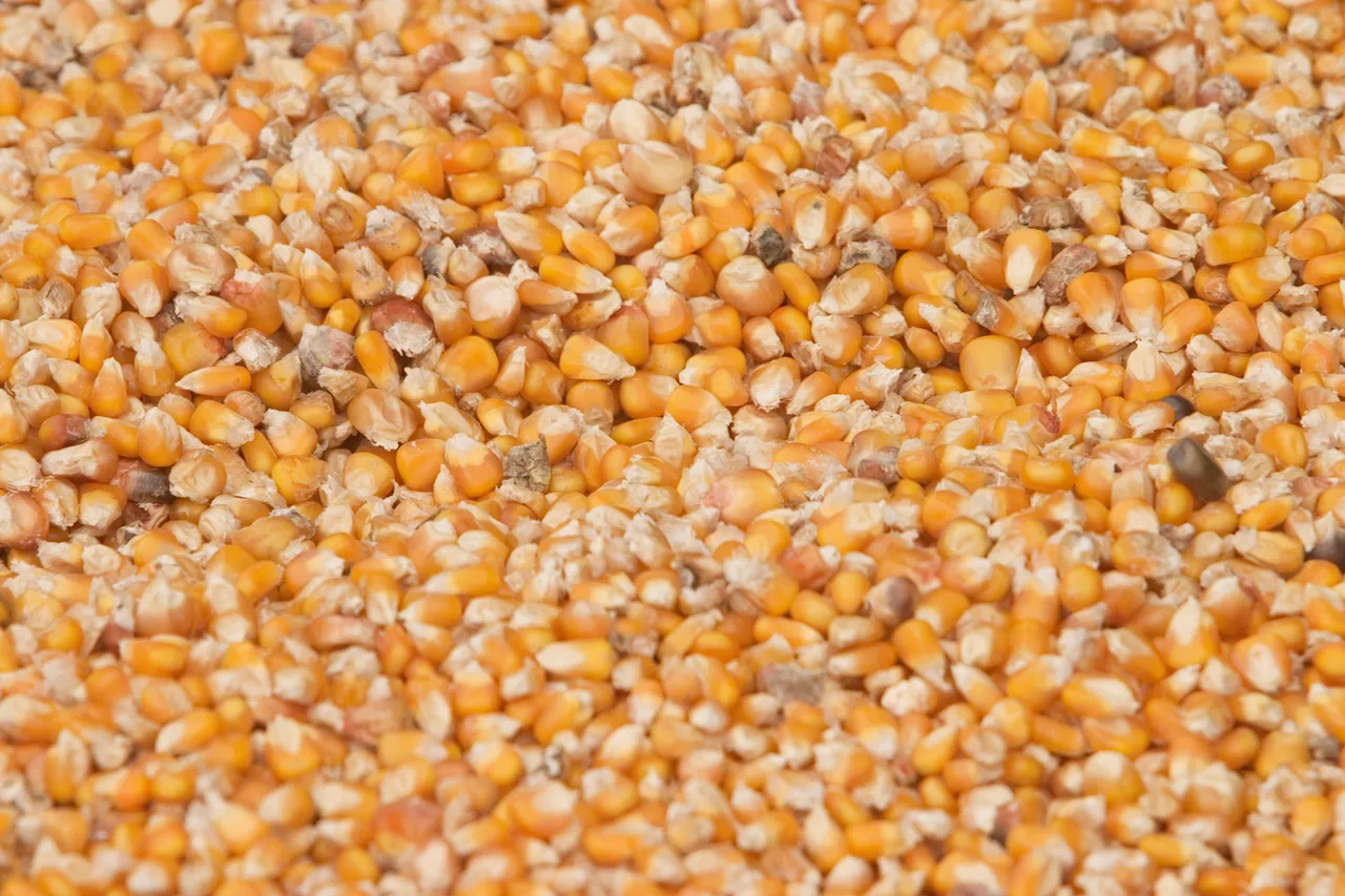انخفاض صادرات الحبوب الأوكرانية إلى 2.5 مليون طن في أكتوبر بفعل انخفاض مبيعات الذرة