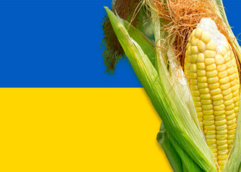 أسعار الذرة بالسوق الأوكرانية تستمر في الارتفاع