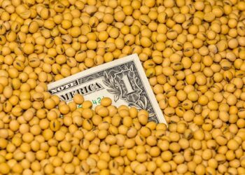 فول الصويا الأوكراني يظل الأرخص عالميا رغم ارتفاع الأسعار