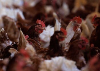 أسعار الدواجن الساسو تتراجع 5 جنيهات والتسمين مستقر اليوم الأحد
