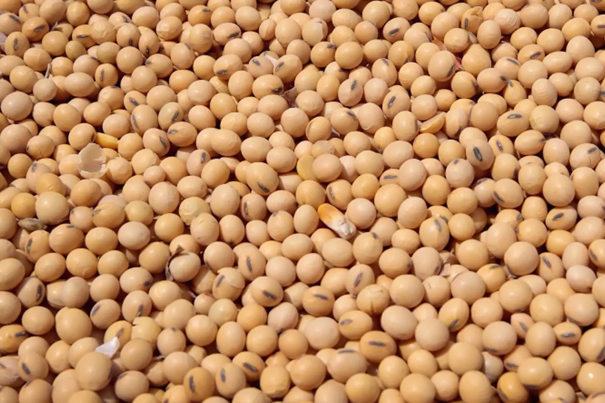 بنجلاديش تشتري فول الصويا الأمريكي بقيمة 1.25 مليار دولار في 2026