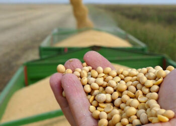 تجارة فول الصويا العالمية تتجه بشكل متزايد نحو أمريكا الجنوبية