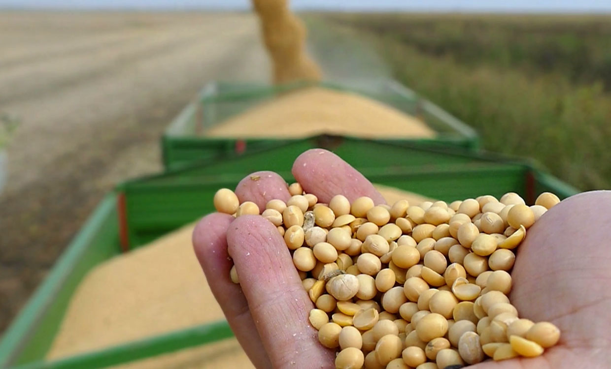 تجارة فول الصويا العالمية تتجه بشكل متزايد نحو أمريكا الجنوبية