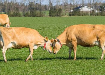 أبقار (فايكنج جيرسي)