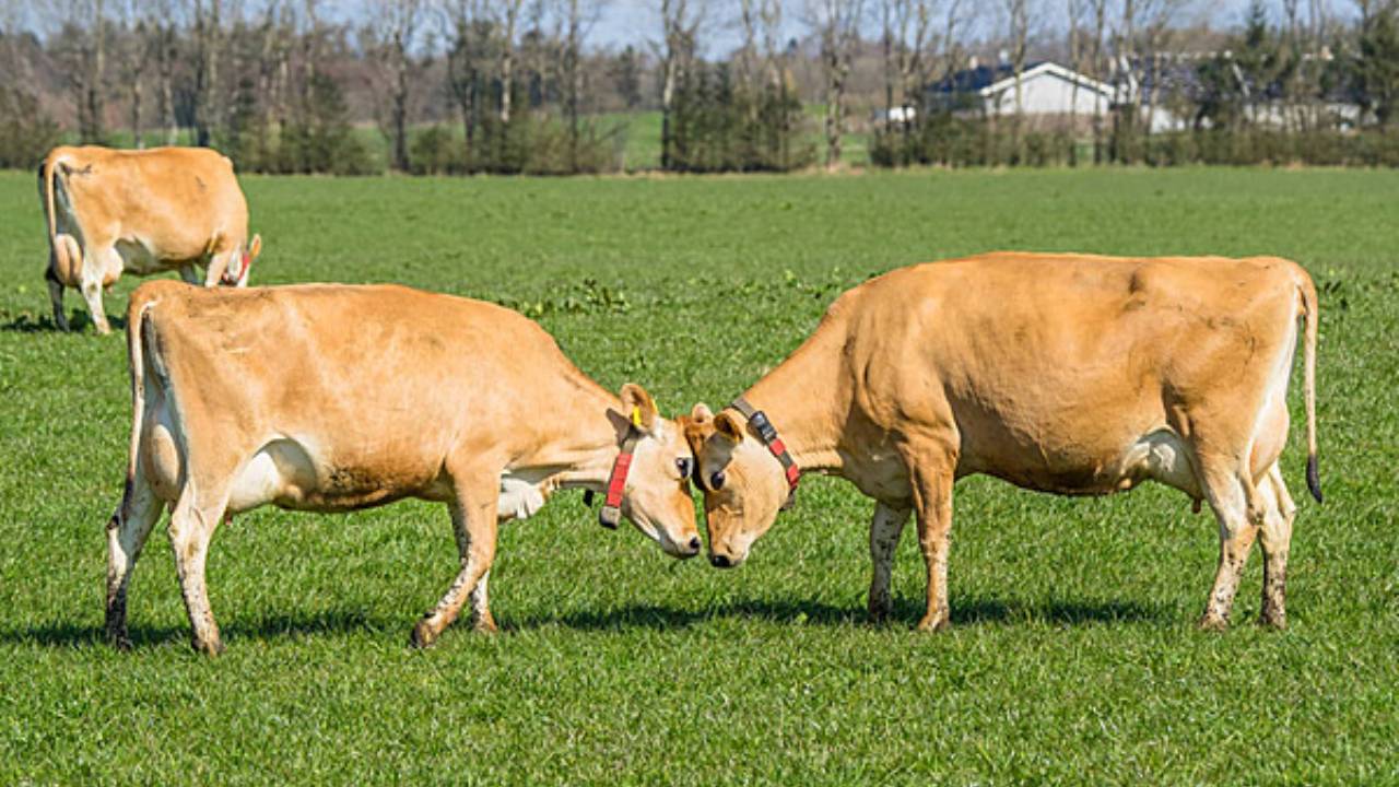 أبقار (فايكنج جيرسي)