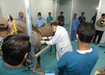 الطب البيطري