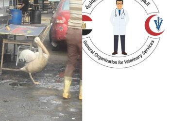 الخدمات البيطرية تنقذ بجعة معروضة بأحد محال الأسماك بالقاهرة