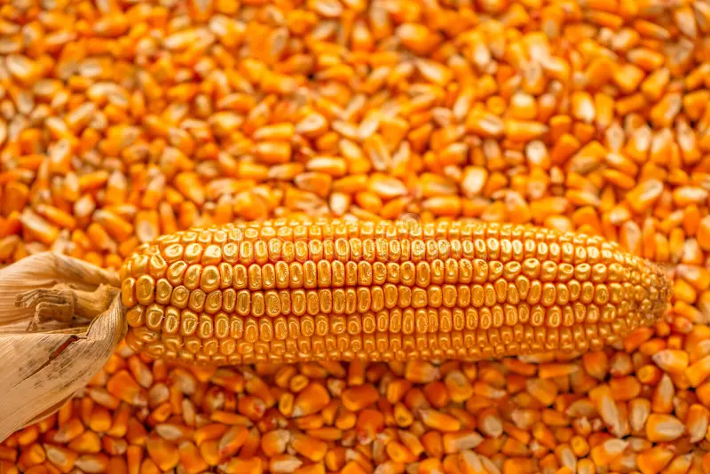 عقود الذرة الآجلة تتعرض لضغوط وتغلق تداولات الثلاثاء في المنطقة الحمراء