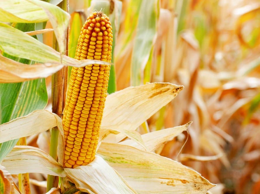 أسعار الذرة تُراكم خسائر أسبوعية تصل إلى 1.7٪ في البورصة البرازيلية