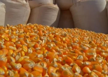 كوريا الجنوبية تشتري أكثر من 130 ألف طن من الذرة بسعر 255 دولار شامل تكلفة الشحن