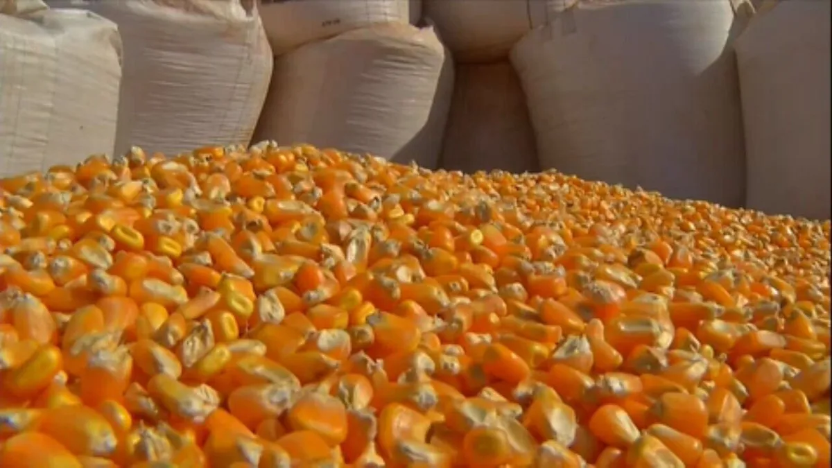 كوريا الجنوبية تشتري أكثر من 130 ألف طن من الذرة بسعر 255 دولار شامل تكلفة الشحن