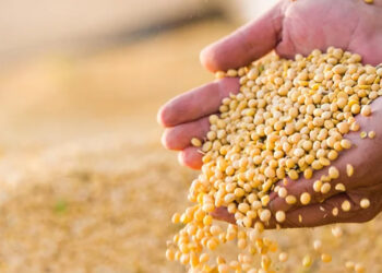 باكستان تستعد لاستيراد كميات قياسية من فول الصويا المعدل وراثياً