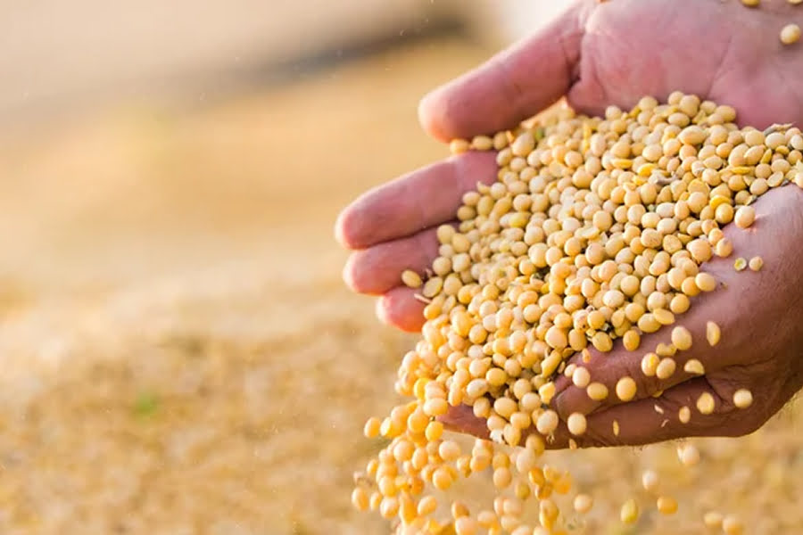 باكستان تستعد لاستيراد كميات قياسية من فول الصويا المعدل وراثياً