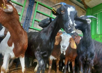 توزيع 100 رأس ماعز عشار على أهالي قرية الخربة بشمال سيناء