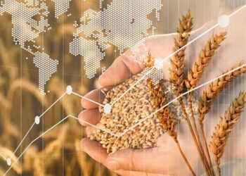 عقود القمح الآجلة تنهي تداولاتها على انخفاض يوم الجمعة