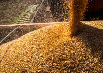 تباطؤ المشتريات يضغط على أسعار العقود الآجلة للذرة خلال تداولات اليوم الأربعاء