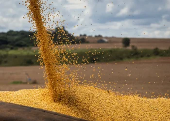 الأرجنتين: انخفاض معالجة فول الصويا في نوفمبر