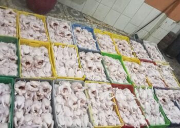 الفراخ السردة