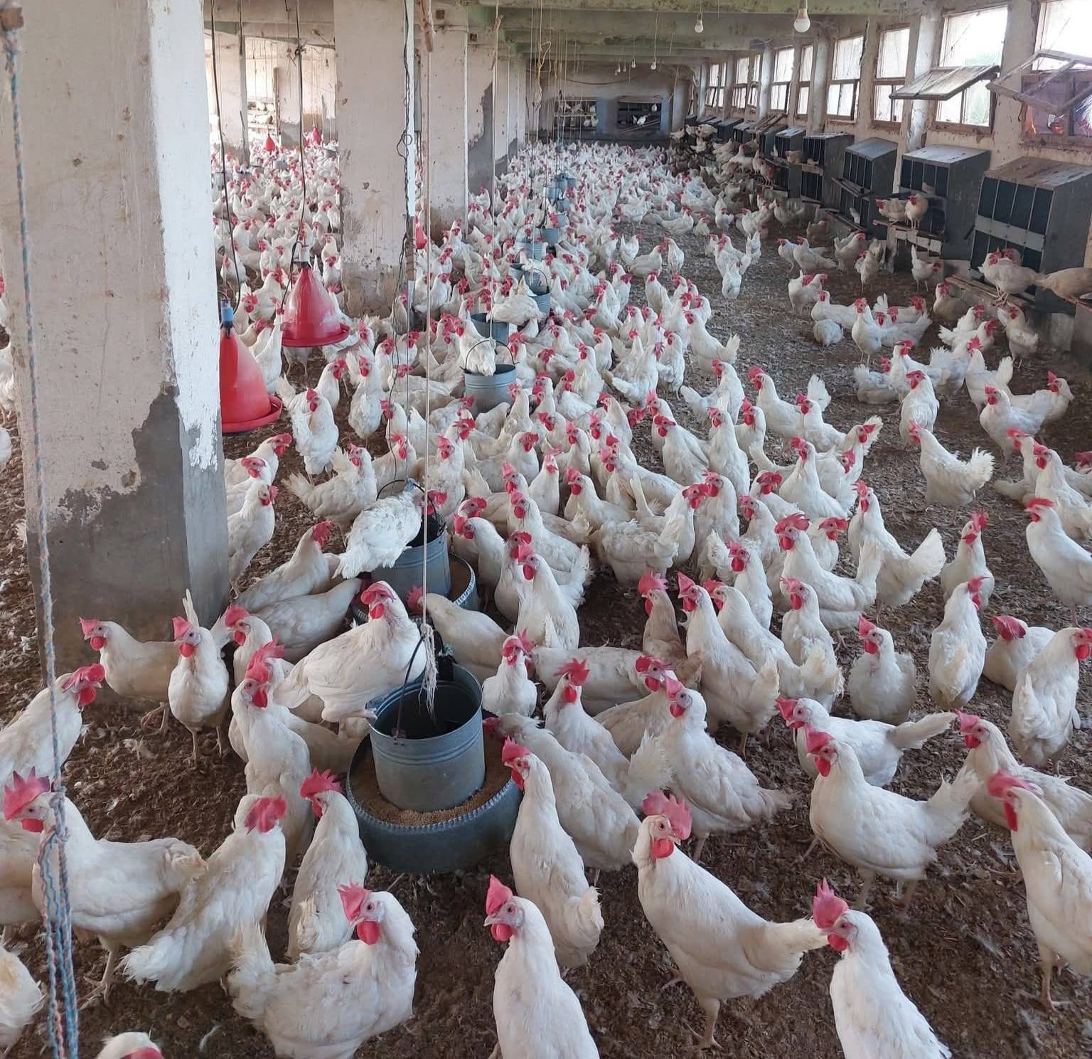 "الزراعة" تطلق حملة وطنية لتوعية مربي الدواجن بإجراءات الأمن الحيوي