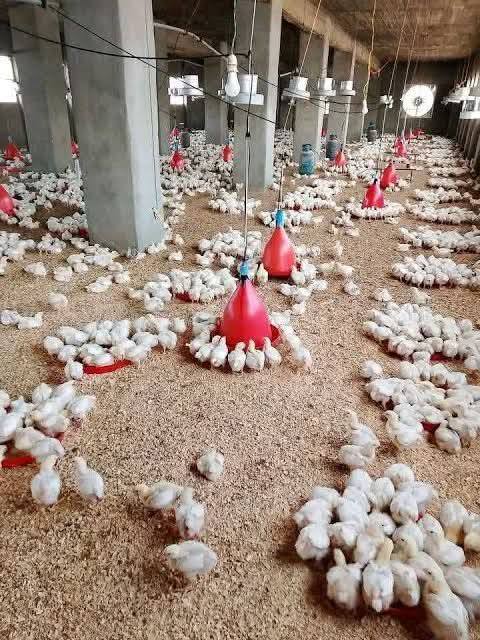 "الزراعة" تطلق حملة وطنية لتوعية مربي الدواجن بإجراءات الأمن الحيوي